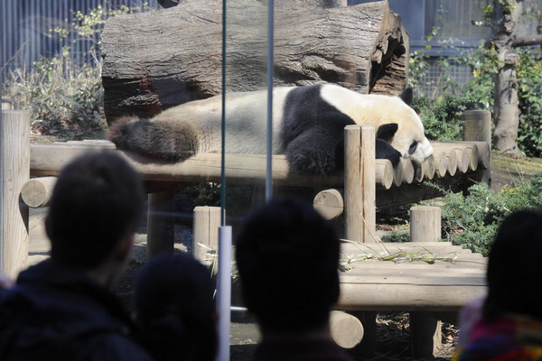 Panda House reopened at Ueno Zoo in Japan