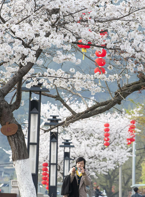 Visitors flock to cherry blossoms