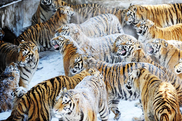 100 Siberian tigers could be born in biggest ba
