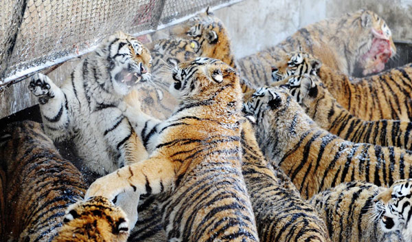 100 Siberian tigers could be born in biggest base