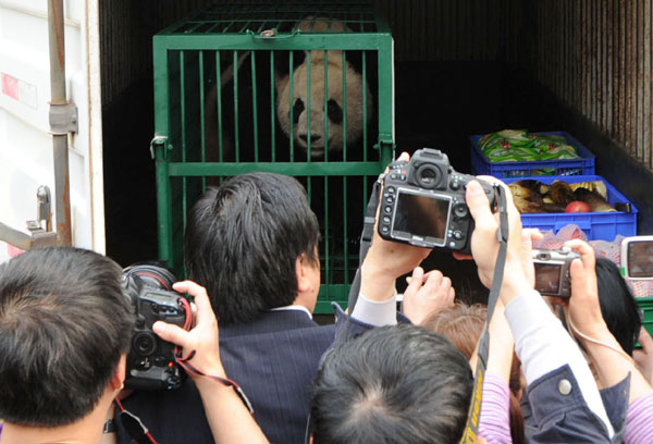 Pandas sent off for the cameras