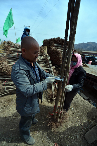 Harvest time for nursery stock in NW China