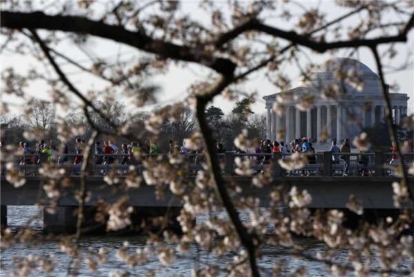 Cherry blossoms in Washington