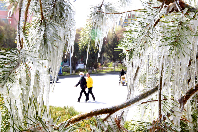 Spring cold front turns Xinjiang into icicles