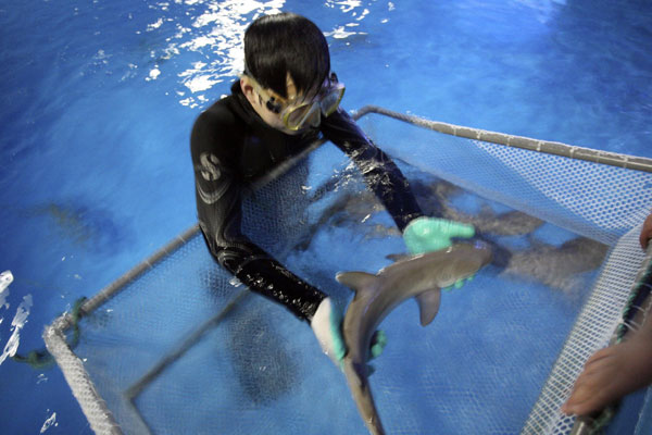 Shark quadruplets born in E China