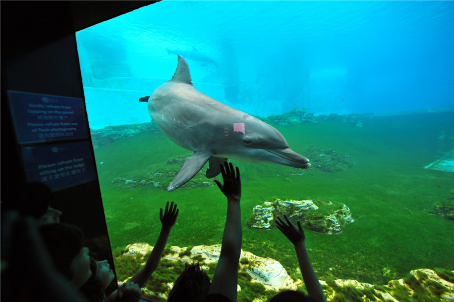 World's largest aquarium in Singapore