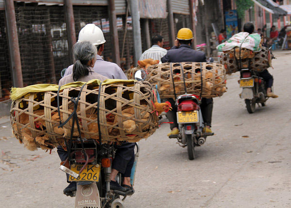 Low chicken price drives purchases amid H7N9