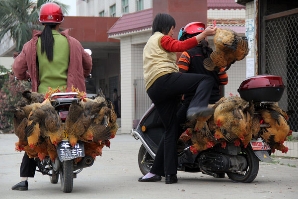 Low chicken price drives purchases amid H7N9