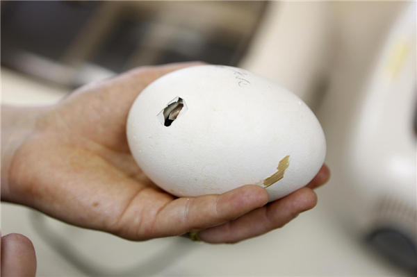 Newborn Griffon Vulture chick at zoo