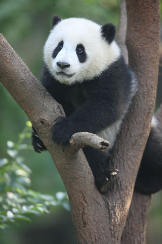 Tree-climbing giant pandas