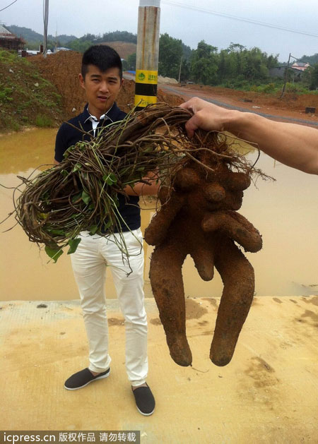 Roots take human shapes in E China