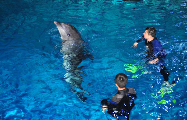 New home for dolphins from Japan