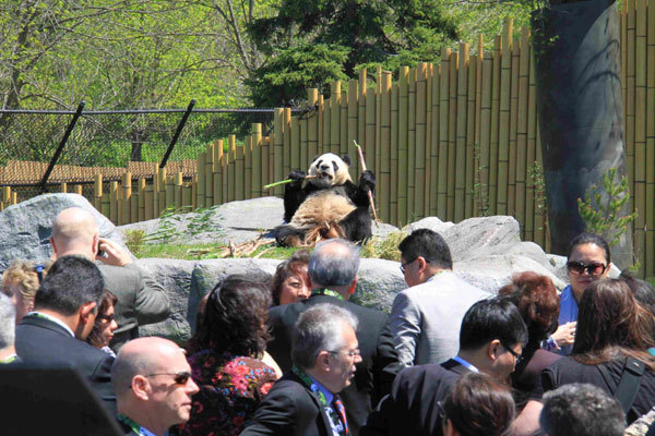 Giant pandas debut at Toronto Zoo