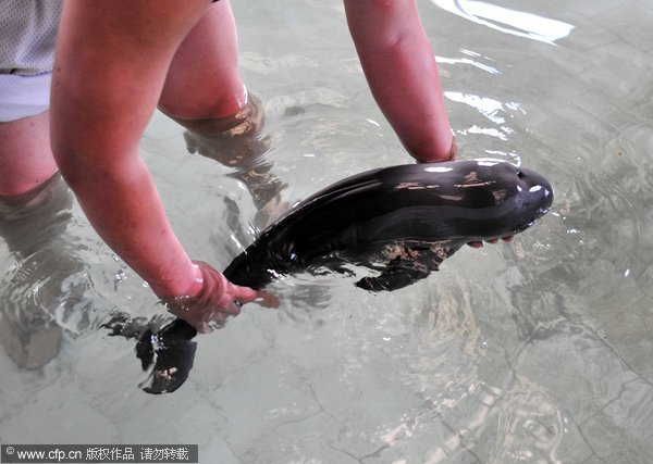 Injured baby finless porpoise dies in E China