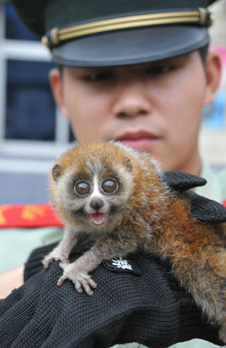Illegal lemur trade uncovered in E China
