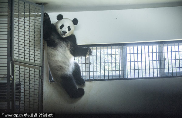 Heat wave hits pandas in C China