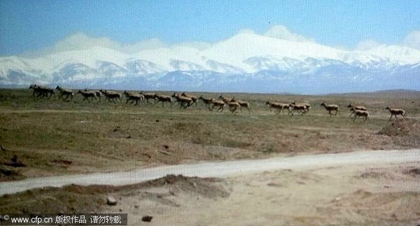 Film records migration of Tibetan antelopes