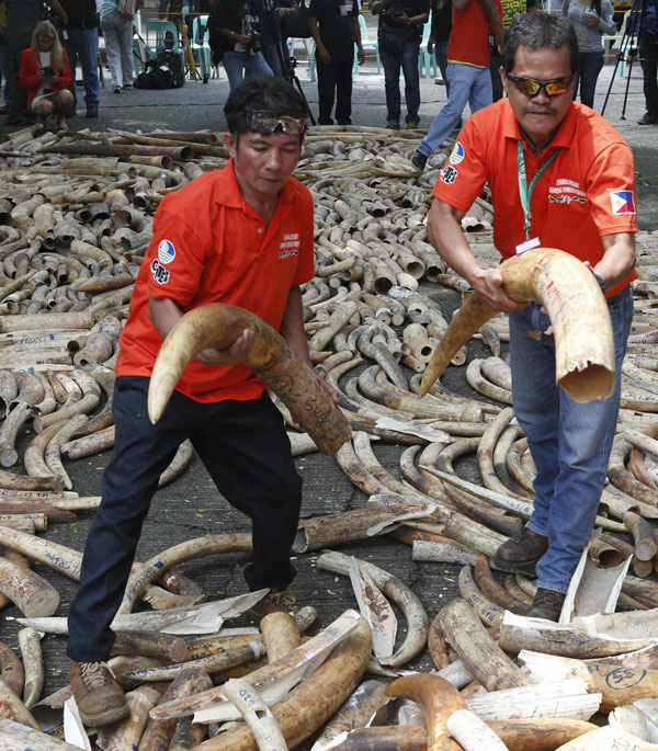 Philippines destroys 5 tons of elephant tusks