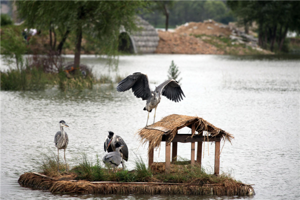 Floating nests help water birds thrive