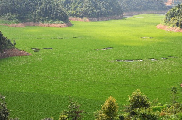Water hyacinth covers river in SW China