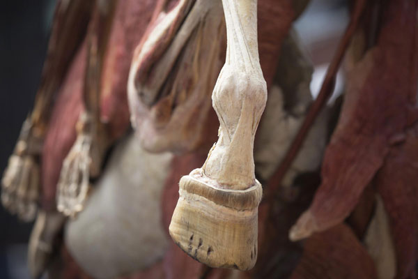 Deconstructed bodies on display at Times Square