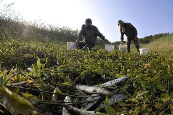 Fish rescued after lake dried up