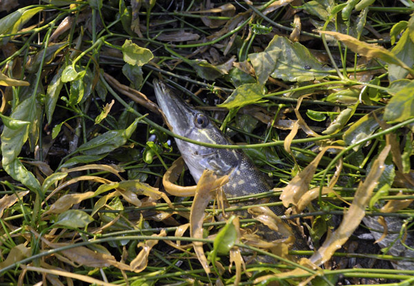 Fish rescued after lake dried up