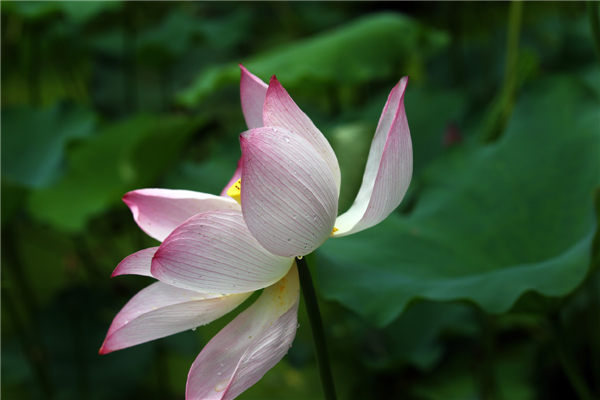 Wonder of lotus opens up during festival