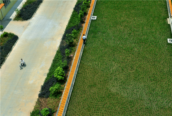 Rice paddy on the roof keeps workers cool