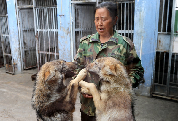 Wolf man of the mountains with 80 wolves