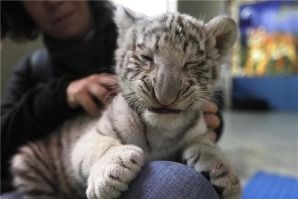 Bengal tiger cub makes its debut in Peru