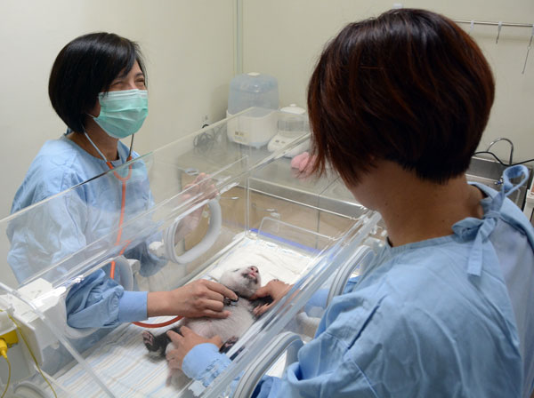 Panda cub undergoes health check