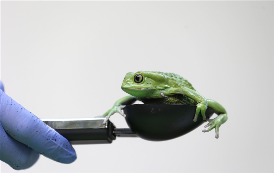 London Zoo conducts annual weigh-in for animals