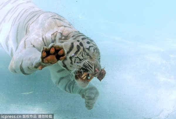 Flash of a predator as tiger dives for food