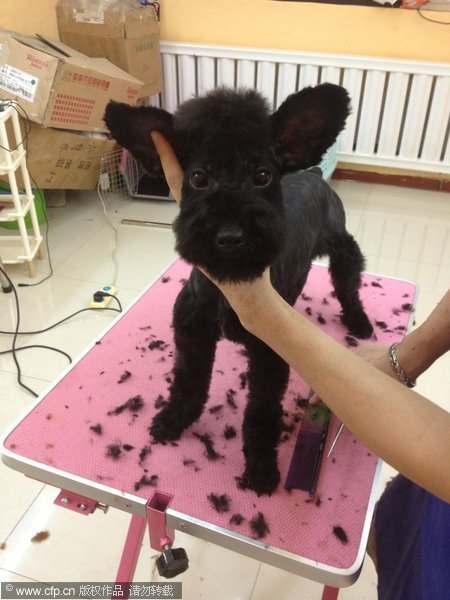 Pets in NE China are well-groomed