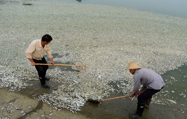 Pollution kills fish in C China river