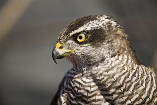 Ancient beauty of falconry protected 