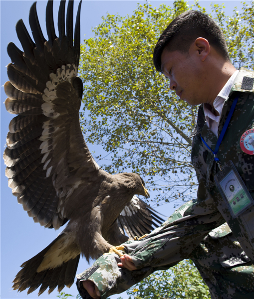 Ancient beauty of falconry protected 