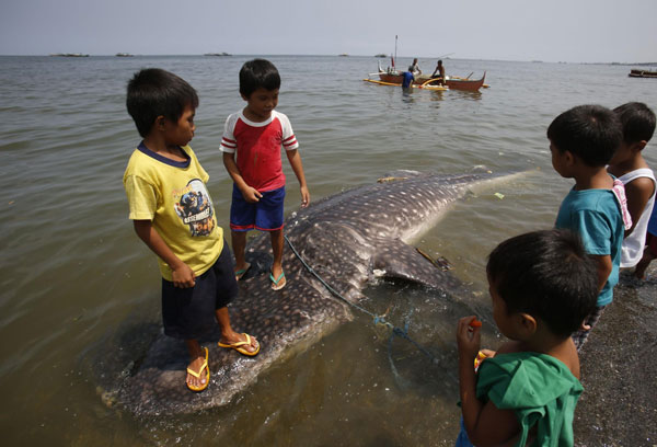 Whale shark found dead near Manila
