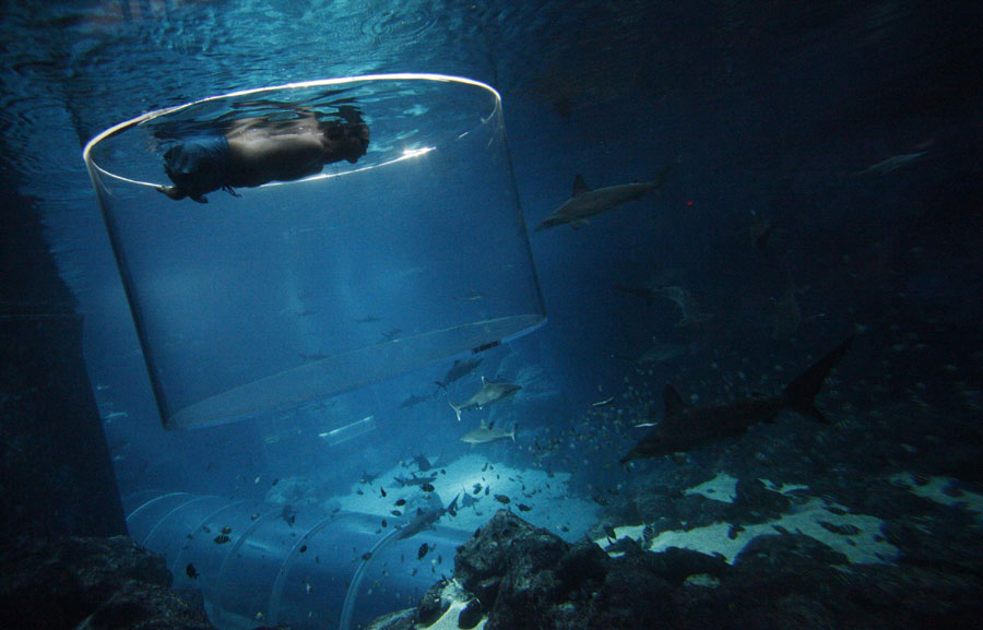 Man swims with sharks without limbs