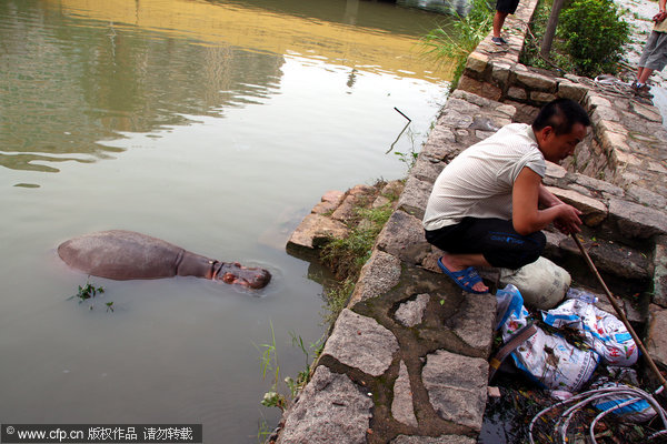 Hippo 'breaks prison' in typhoon-triggered flood