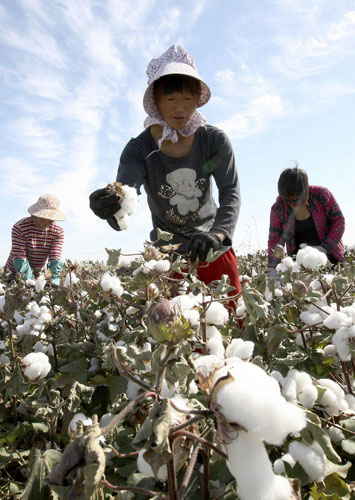 Season for cotton picking in NW China