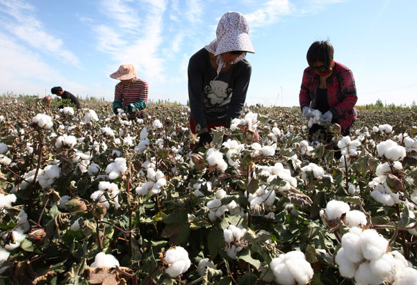 Season for cotton picking in NW China