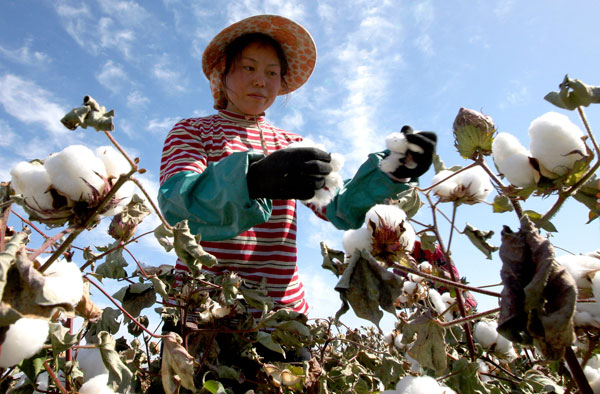 Season for cotton picking in NW China