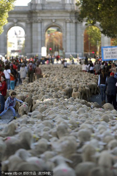 Farmers herd sheep through Madrid