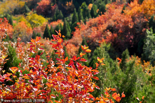 Peak season for fall foliage in Beijing