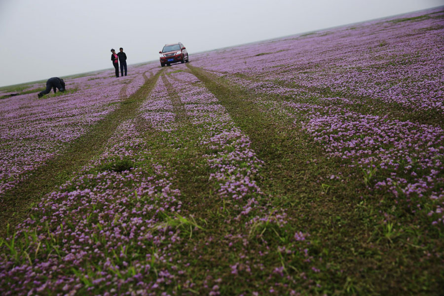 Poyang is in drought