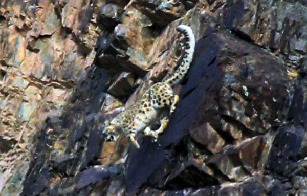 Snow leopard hunting photographed in NW China