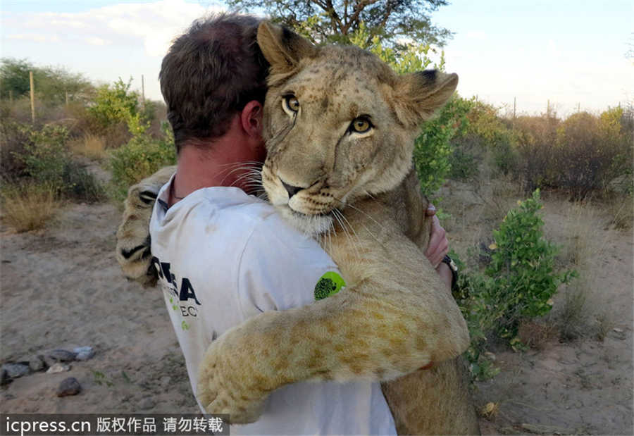 Lioness bonds with new family