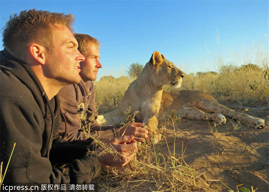 Lioness bonds with new family